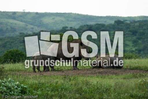 Breitmaulnashorn (23 von 28).jpg